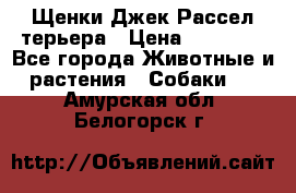 Щенки Джек Рассел терьера › Цена ­ 20 000 - Все города Животные и растения » Собаки   . Амурская обл.,Белогорск г.